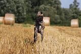 DOGUE ALLEMAND 328
